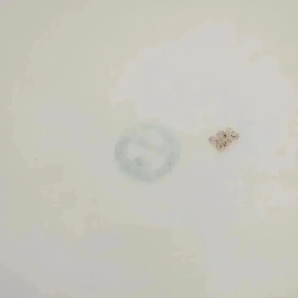 Antique  handled Plate, gold accents - Picture 3 of 4